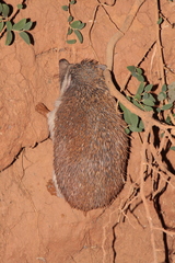 Atelerix albiventris