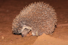Atelerix albiventris