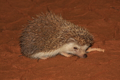 Atelerix albiventris
