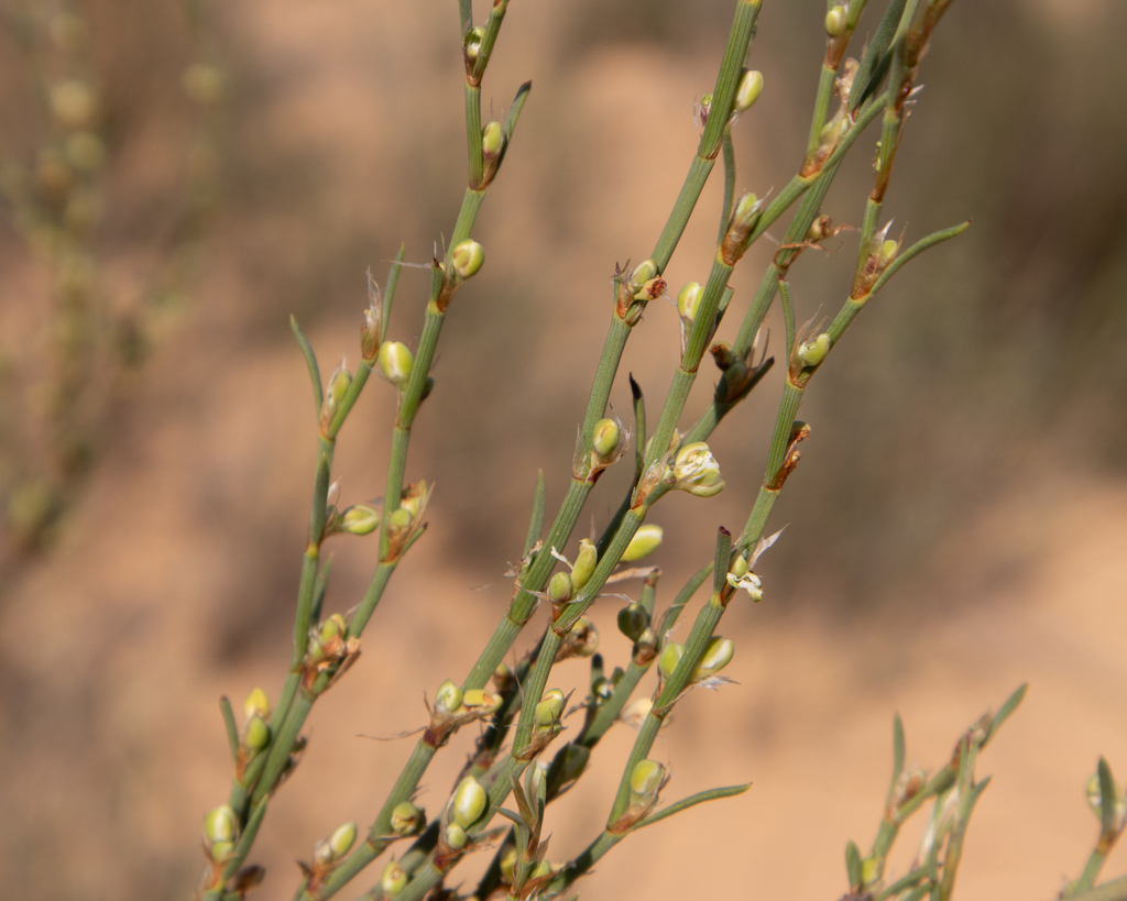 Polygonum snijmaniae