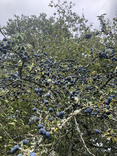 Blackthorn