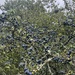 Blackthorn