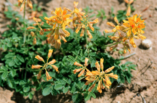 Creeping rushpea (Hoffmannseggia repens)