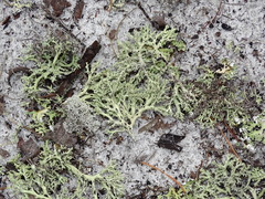 Cladonia perforata
