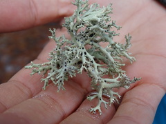 Cladonia perforata