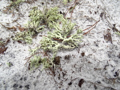 Cladonia perforata