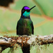 Magnificent Hummingbird - Photo (c) Jerry Oldenettel, some rights reserved (CC BY-NC-SA)