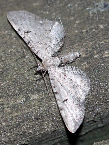 Wormwood Pug photo 3