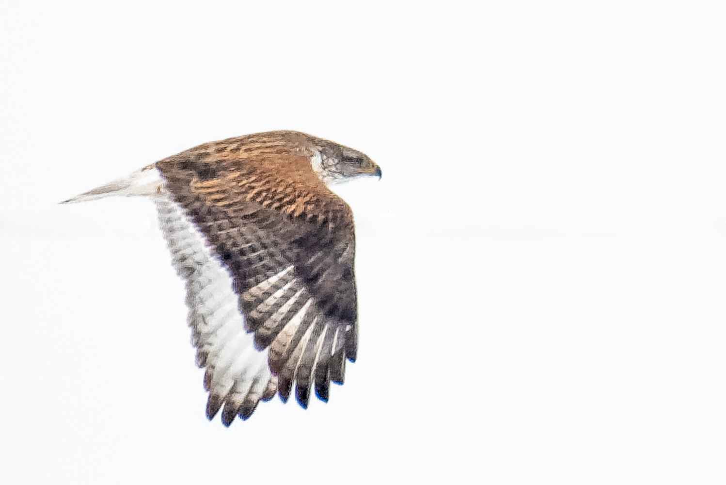 Ferruginous Hawk (Buteo regalis) · iNaturalist