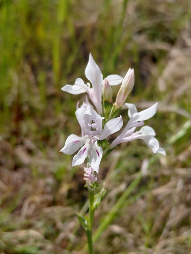 Rib Kabong (Lapeirousia divaricata)