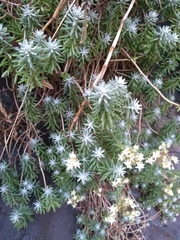 Sedum griseum