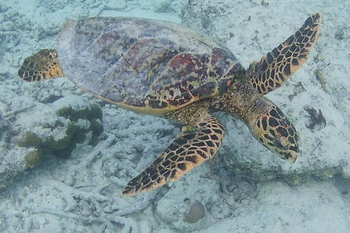 Hawksbill Sea Turtle — seen at this dive site