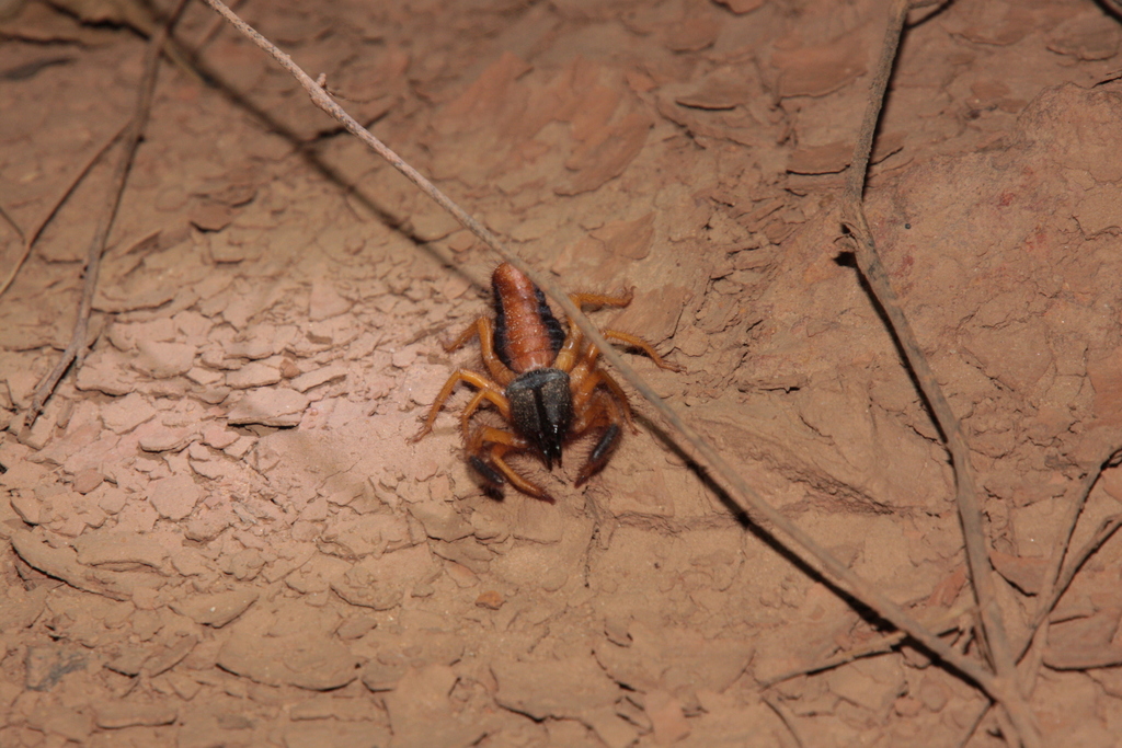Rhagoderma
