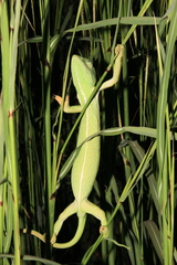 Chamaeleo africanus