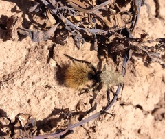 Dasymutilla magna
