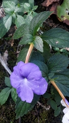 Achimenes longiflora