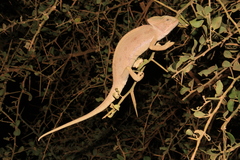 Chamaeleo africanus