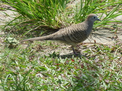 Geopelia striata