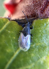 Oxycarenus hyalinipennis