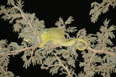Chamaeleo africanus