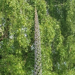 Echium pininana