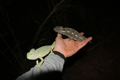 Chamaeleo africanus