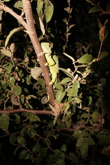 Chamaeleo africanus