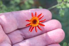 Adenophyllum speciosum