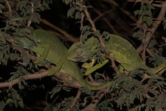 Chamaeleo africanus
