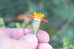 Adenophyllum speciosum