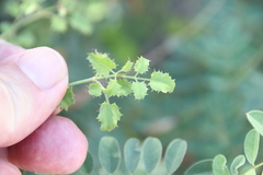 Adenophyllum speciosum