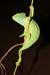 Chamaeleo africanus