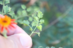Adenophyllum speciosum
