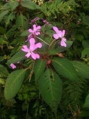 Impatiens eberhardtii