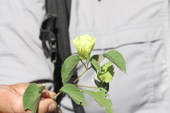 Gossypium davidsonii