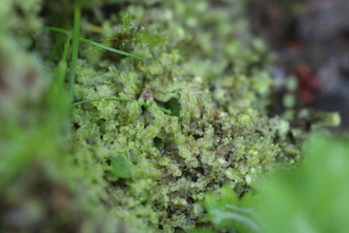 Harpanthus flotovianus, 2025-08-16