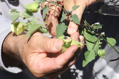 Gossypium davidsonii