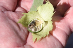 Gossypium davidsonii