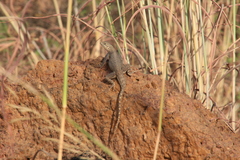 Agama paragama