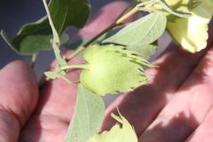 Gossypium davidsonii