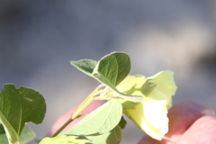 Gossypium davidsonii