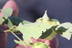 Gossypium davidsonii