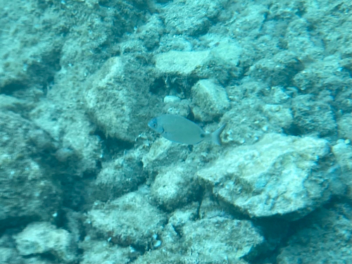 Diplodus sargus