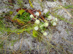 Eryngium aromaticum