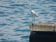 Ardea alba