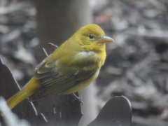 Piranga rubra