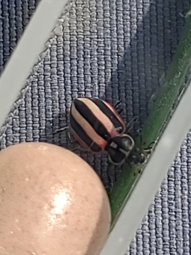 Broad-striped Lady Beetle photographed in Montana