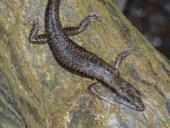 Emoia atrocostata