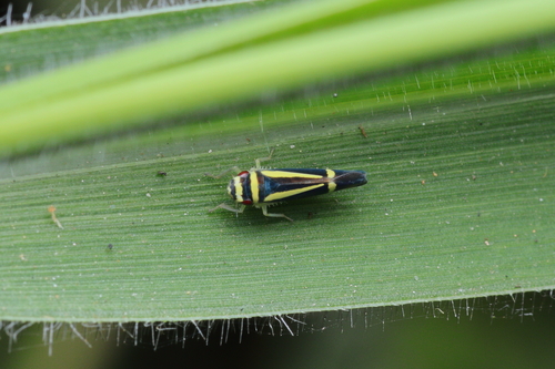 Subrasaca rhienetta