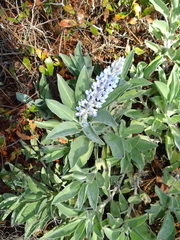 Lupinus diffusus
